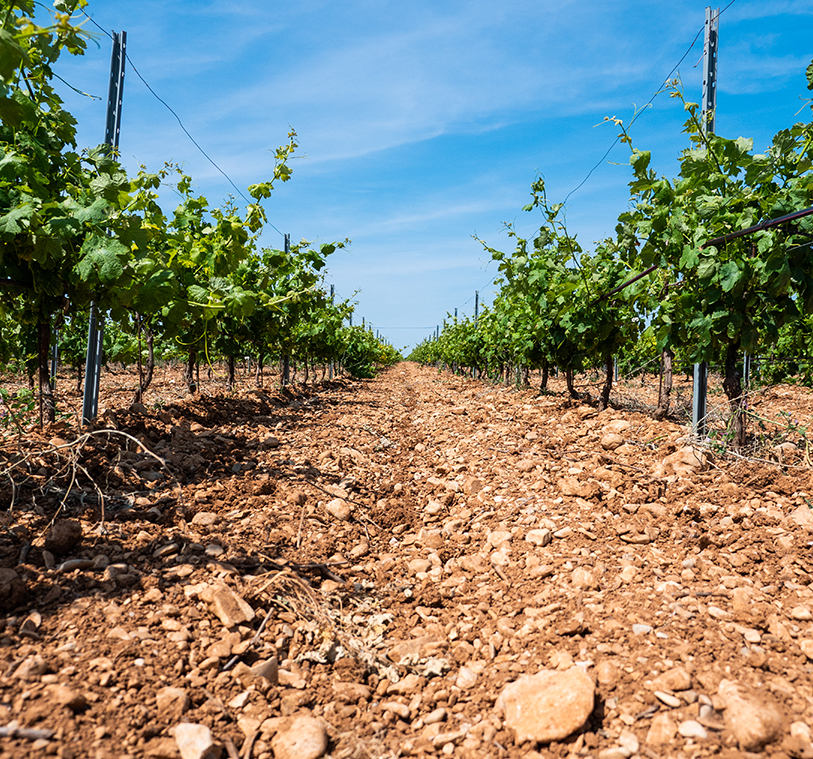 plant la ligière vigne